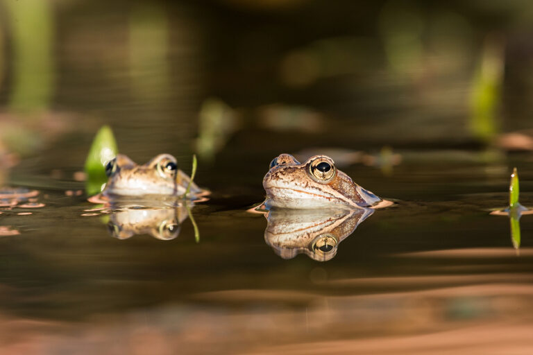 American Frog Day