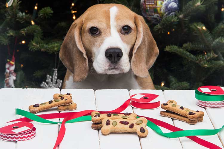 10 Christmas recipe treats for your dogs