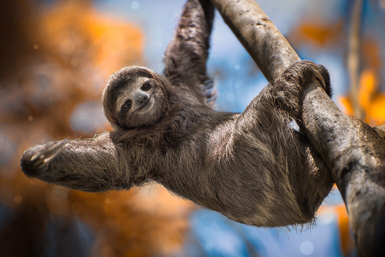 Why Are Sloths Mammals So Slow?